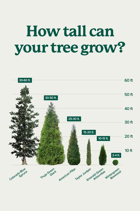 Here are three reasons to buy big trees: 1️⃣ They save you years of growing. 2️⃣ They provide stronger, more mature roots. 3️⃣ They establish faster to deliver instant impact. Click here to shop our tallest trees → https://bit.ly/3UGEy6g #landscaping #fastgrowingtrees #landscapingtips Front Yard Design Ideas, Frontyard Landscape, Garden Home Ideas, Yard Design Ideas, Yard Landscape Ideas, Garden Front Yard, Landscaping Shrubs, Landscape Backyard, Front Yard Landscape