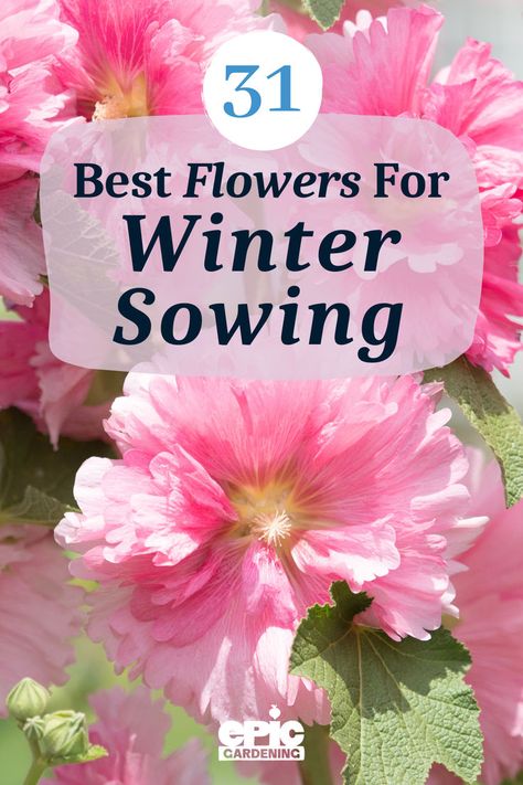 Close up of large pink flower blooms Best Flowers For Winter Sowing, Winter Sowing Flowers, Milk Jugs Garden, Best Perennials For Shade, Winter Sowing, Winter Gardening, Starting Seeds Indoors, Best Flowers, Greenhouse Plans