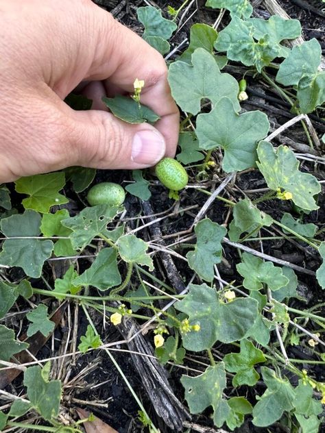 Florida Foraging Edible Plants, Florida Foraging, Edible Forest, Wild Lettuce, Wild Foraging, Survival Hacks, Backyard Farm, Edible Wild Plants, Florida Gardening