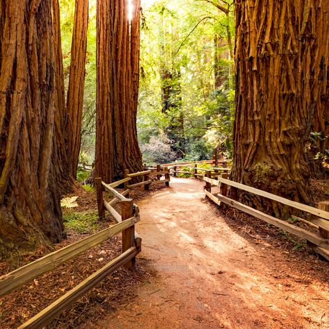 There are a few places in the world that have made us feel tiny -- and Muir Woods National Monument, with its massive redwood residents, is definitely one of them. Here's how to make the most of your visit. Michigan Cottage, San Francisco Tours, Muir Woods National Monument, Visit San Francisco, Muir Woods, Redwood Forest, California Travel Road Trips, Places In The World, Park Ranger