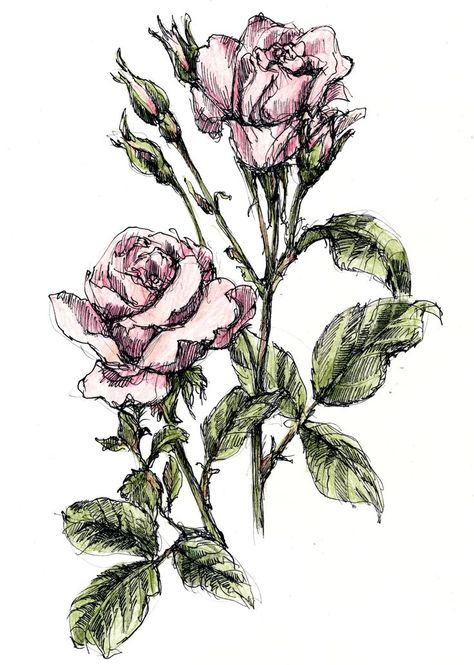 Flower Colour Drawing, Rose Pen Drawing, Dip Pen Art, Dip Pen Drawing, Biro Art, Urban Painting, Pen Illustration, Graphic Novel Art, Roses Drawing