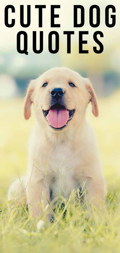 Cute Dog Quotes to Raise a Smile On Any Occasion Puppy Sayings Cute, Dog Hiking Quotes, Dog Pic Ideas, Paw Quotes Dog, Puppy Love Quotes, Short Dog Quotes, Happy Dog Quotes, Best Dog Quotes, Quotes For Tattoos