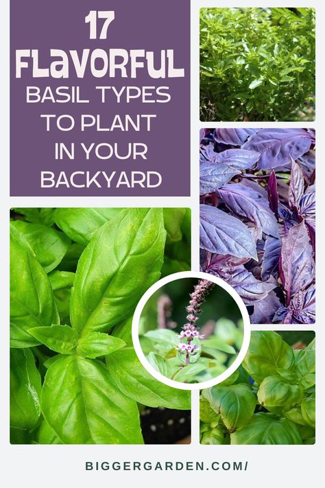 Discover the types of basil that will thrive in your basil garden. With tips on growing basil, harvesting herbs, and preserving herbs, this guide is perfect for anyone interested in kitchen gardens and the best herbs to grow. Growing Basil Indoors, Pruning Basil, Preserving Basil, Basil Garden, Types Of Basil, Cinnamon Basil, Basil Tea, Growing Basil, Traditional Italian Dishes