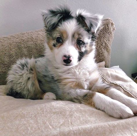 Adorable Aussie: Pretty little blue merle Australian Shepherd puppy. Popular Pictures, Cutee Animals, Aussie Puppies, Australian Shepherd Puppies, Aussie Dogs, Super Cute Puppies, Australian Shepherd Dogs, Really Cute Dogs