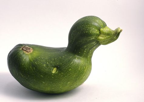 Zucchini Duck. I remember having one when I was little. I carried it around until it shriveled! Ugly Food, Best Zucchini Recipes, Weird Fruit, Funny Vegetables, Strange Fruit, Funny Fruit, Weird Shapes, Exotic Fruit, Best Fruits