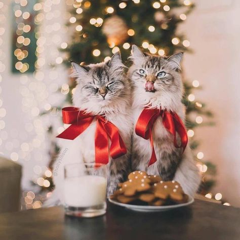 Pet Christmas Pictures, Christmas Cat Photos, Christmas Dog Photography, Christmas Pet Photos, Holiday Pet Photos, Holiday Card Pictures, Dog Christmas Pictures, Cat Christmas Cards, Christmas Family Photoshoot