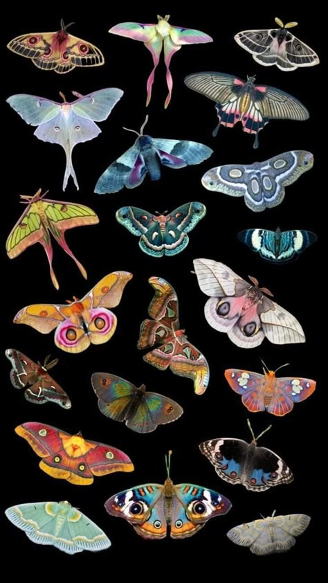 Moth Iphone Wallpaper, Moth Background, Moth Pfp, Moth Collage, Moth Wallpaper, Bug Pattern, Moths And Butterflies, American Traditional Tattoo Ideas, Traditional Tattoo Ideas