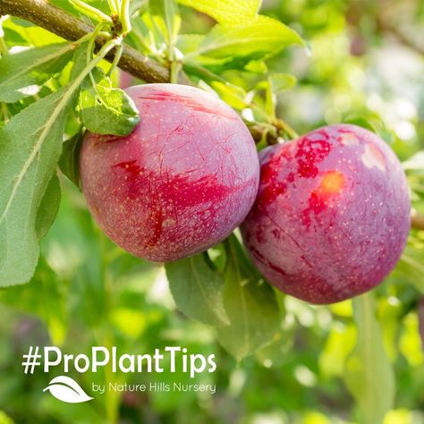 Living in a colder region doesn’t mean you can’t grow fruit!  Check out our blog on fruits you can grow in even the coldest parts of the country!  📚Read Here:  #NatureHills Honeycrisp Apple Tree, Potted Fruit Trees, Kumquat Tree, Growing Fruit Trees, Clematis Vine, Plum Tree, Citrus Trees, Peach Trees, Growing Fruit