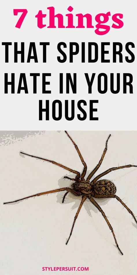 There are several different ways that you can remove spiders from your home. Click to learn more about to different ways for geting rid of spiders in your house for good. How To Get Rid Of Spiders In The House, Get Rid Of Spiders In Home Diy, How To Stop Spiders Coming In The House, All Natural Spider Repellent House, Spider Deterrent, Spray For Spiders, Hobo Spider, Spider Killer, Spiders Repellent