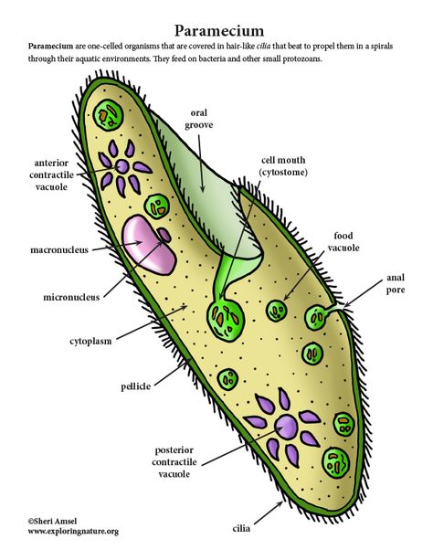 Unicellular Organisms, Human Body Anatomy, Drawing Clipart, Body Anatomy, Interactive Notebook, Interactive Notebooks, Biology, Anatomy, Human Body