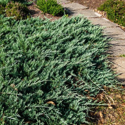 Spread a sea of serene blue across your garden with the Blue Rug Juniper! 🌊 This resilient groundcover thrives with its silvery-blue foliage, creating a dense, beautiful mat that's perfect for cascading over rocks or walls, filling in gaps, or surrounding tree bases 🌳 Hardy in USDA Zones 3-9 and sun-loving, this juniper forms a lush carpet that's both deer resistant and low maintenance 🌞 Dive into a hassle-free gardening experience by adding it to your landscape today! ➡️ (link in bio) Juniperus Conferta, Blue Rug Juniper, Juniperus Horizontalis, Juniper Shrub, Cold Hardy Palm Trees, Florida Trees, Evergreen Groundcover, Popular House Plants, Arborvitae Tree