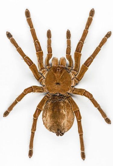 12 Facts About The Goliath Birdeater, An Unexpectedly Gentle Giant Goliath Bird Eating Spider, Spider Facts For Kids, Giant Huntsman Spider, Spider Oc, Spider Fact, Macrame Dolls, Huntsman Spider, Spider Pictures, Crab Spider