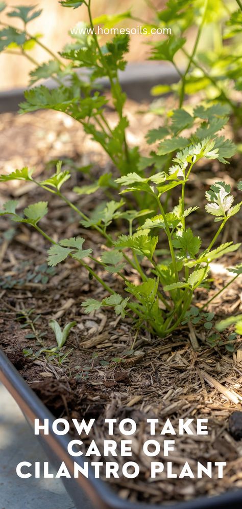 How to take Care for Cilantro Plant Cilantro Plant Care, Corriander Plant, Cilantro Plant, Growing Cilantro, Food Forest Garden, Plant Care Guide, Food Forest, Forest Garden, How To Take