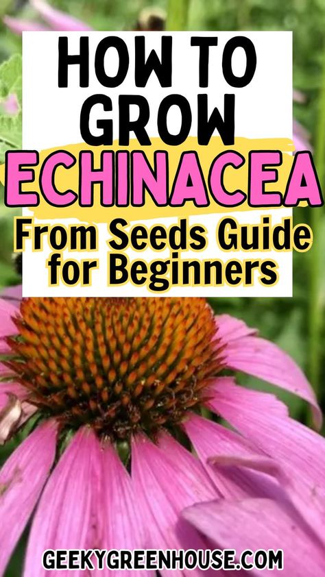 Echinacea (also known as coneflower) is a beautiful flower to grow in the garden. This complete step-by-step guide is full of the tips you need for growing this flower in your garden. It's really easy and you'll love the colorful blooms. Learn how to grow coneflower from seed here. Growing Echinacea, A Beautiful Flower, Growing Flowers, Take Time, Beautiful Flower, Cut Flowers, How To Grow, In The Garden, The Garden