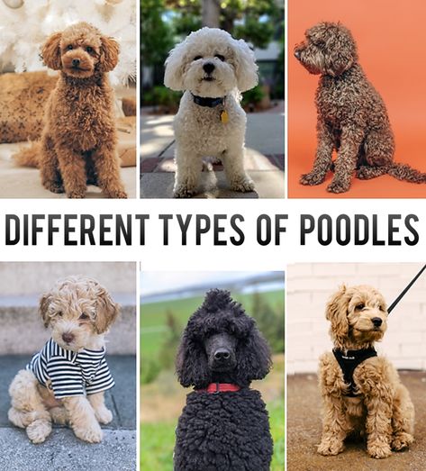 Moyen Poodle, Best Small Dog Breeds, Poodle Mix Breeds, Miniature Poodle Puppy, Best Small Dogs, Poodle Mix Dogs, French Poodles, Popular Dog Breeds, Most Popular Dog Breeds