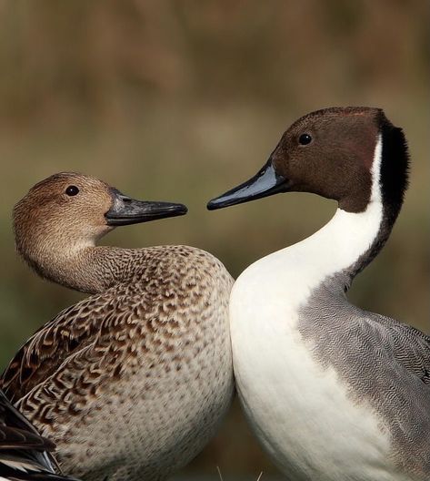 Animal Psychology, Northern Pintail, Pintail Duck, Duck Species, Aquatic Birds, Duck And Ducklings, Ducks And Geese, Waterfowl Hunting, Duck Duck Goose