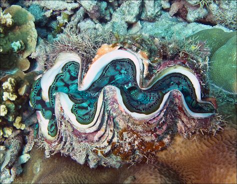 Giant Clam With Nice Colors - Tridacna gigas by jpmckenna -Somewhat Behind in his photos Giant Clam Shell, Aquatic Art, Giant Clam, Micro Photography, Mother Images, Sea Plants, Cool Fish, Deep Sea Creatures, The Great Barrier Reef