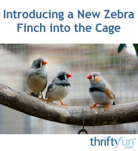 Zebra Finches, Zebra Finch Cage Ideas, Finch Cage, Zebra Finch, Finches Bird, Pet Enclosure, Diy Birds, Bird Cages, Pet Hacks