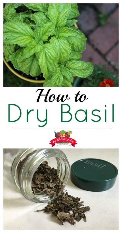 Dry Basil, Drying Fresh Herbs, Dried Basil Leaves, Preserving Herbs, Basil Recipes, Herb Garden Design, Herb Recipes, Garden Terrace, Garden Recipes