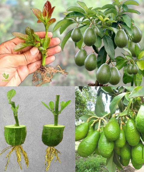 Avocado Plant, Grow Avocado, Growing Fruit Trees, Avocado Seed, نباتات منزلية, Weird Plants, Vegetable Garden Diy, Avocado Tree, Propagating Succulents