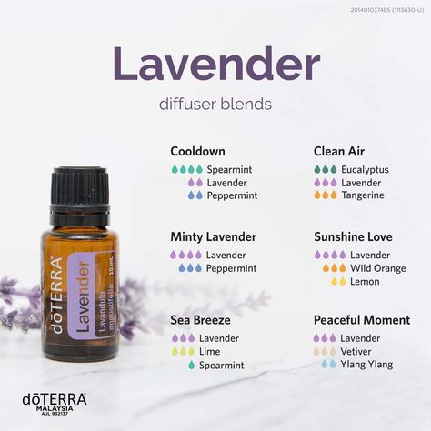 Doterra Lavender Diffuser Blends, Peppermint Lavender Oil Blend, Lavender Diffuser Blends, Lavender Essential Oil Blends, Lavender Diffuser, Calming Essential Oil Blends, Essential Oils For Breathing, Doterra Lavender, Essential Oil Beauty