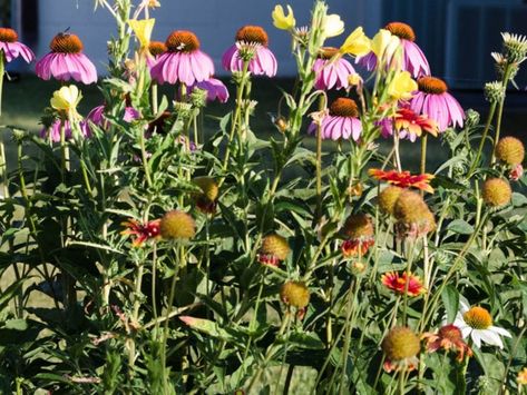 Flowers For The Garden, Basic Flower, Companion Gardening, Blanket Flower, Companion Plants, Container Gardening Flowers, Flower Garden Design, Flower Blanket, Starter Plants