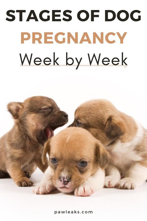 Preparing For Dog To Have Puppies, Raising Puppies From Birth, Puppy Whelping Checklist, Puppy Birthing Area, Getting Ready For Puppy Birth, Dog Pregnancy, Preparing For Puppies To Be Born, Puppy Development Week By Week, Raising Puppies