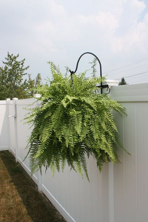 Hanging Plants On Fence, Hanging Plants Outdoor, Fence Plants, Diy Hanging Planter, Rustic Fence, White Fence, Trendy Plants, Outdoor Aesthetic, Hanging Plants Indoor