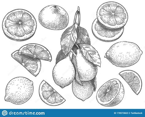 Clementine Sketch, Lemon Outline, Lemon Slice Tattoo, Citrus Tattoo, Lemon Sketch, Botanisches Tattoo, Lemon Drawing, Fruit Sketch, Citrus Slices