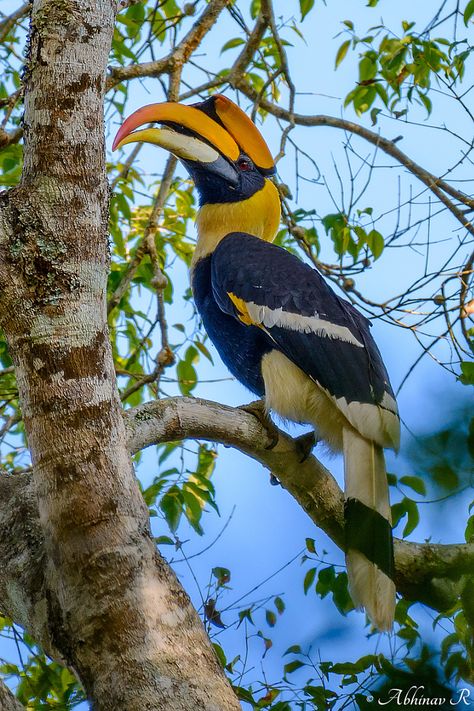 Funny Love Pictures, Most Beautiful Birds, State Birds, Rare Birds, Airbrush Art, Colorful Bird, Nature Birds, Exotic Birds, Tropical Birds