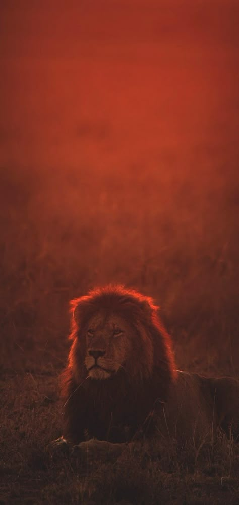 Lion Lockscreen, Lion Aesthetic Wallpaper, Lion Wallpaper Aesthetic, Lion Astethic Wallpaper, Aslan Wallpapers, Lion Aesthetic, Aslan Wallpapers Iphone, Lion Wallpaper Hd 1080p, Dark Lion Wallpaper