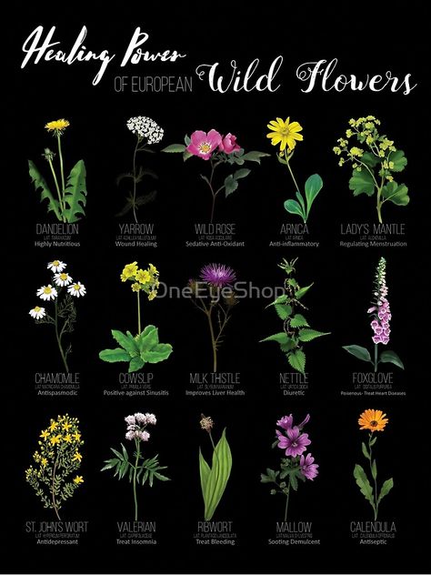 wildflower, biology, bloom, wildrose, dandelion, chamomile, thistle, botanical, countryside, herbal remedy, witch herb, botanical poster, flower aesthetic, flower, witches weeds, floral, forest, floral pattern, Wicca herbs Herbs Healing, Wicca Herbs, Healing Flowers, Witchcraft Herbs, Witch Herbs, Witch Things, Magic Herbs, Magical Herbs, Herbs Plants