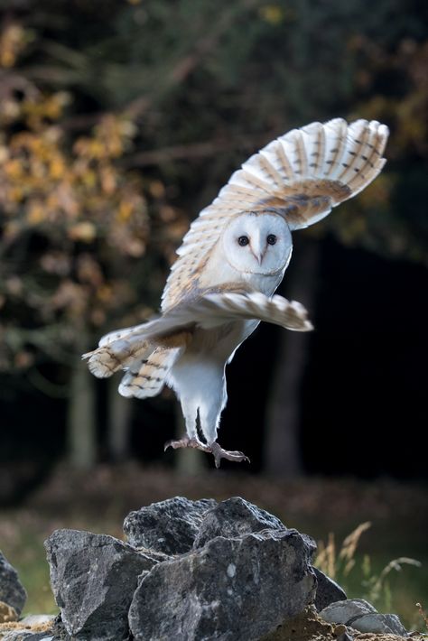 Owl Landing, Snowy Owls, Regnul Animal, Owl Photography, Snow Owl, Owl Photos, Owl Party, Owl Pictures, Beautiful Owl