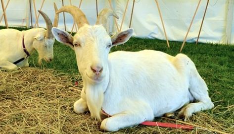 Saanen Goat Breed – Everything You Need to Know Goat Ideas, Fat Cow, Female Goat, Boer Goats, Perfect Posture, Dairy Goats, Milk Production, Hobby Farms, Goats