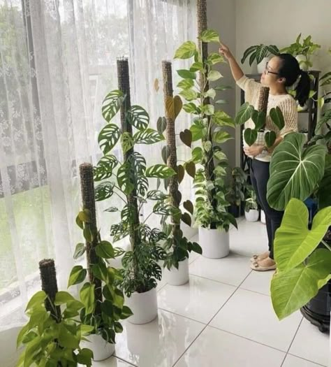 نباتات منزلية, Hanging Plant Wall, Hanging Plants Indoor, Inside Plants, Plant Decor Indoor, Focal Points, House Plants Decor, Diy Home Decor Bedroom, Diy Home Decor Easy