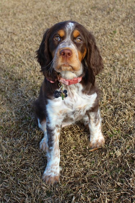 Tri Color Springer Spaniel, Picardy Spaniel, English Springer Spaniel Puppy, Springer Spaniel Puppies, Working Cocker, Pencil Drawings Of Animals, Springer Spaniels, English Cocker, Dream Dog