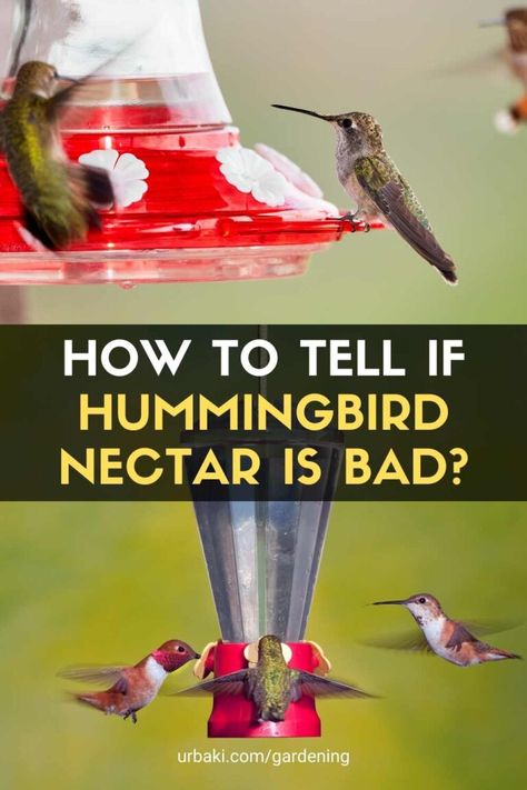 Feeding hummingbirds can bring a lot of fun and joy to a bird watcher's backyard, but it is vital that bird watchers do not put hummingbirds at risk with the food they offer. Since hummingbird nectar is transparent, it is easy to assume that it is always fresh and nutritious for birds, when in fact it can go bad just as easily as any other bird food, tallow, or other food. So how do you know if hummingbird nectar is bad and needs to be replaced? Hummingbird Information, Sugar Water For Hummingbirds, Feeding Hummingbirds, Backyard Birds Sanctuary, Hummingbird Food, Bird Feeder Plans, Hummingbird Nectar, Hummingbird Plants, Attract Hummingbirds