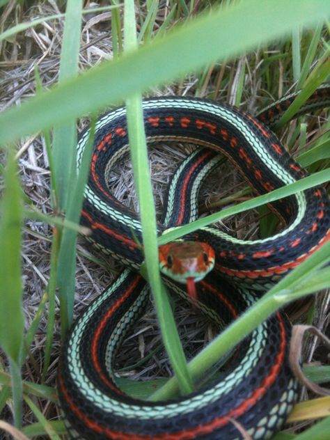 San Francisco Garter Snake, San Francisco Zoo, Garter Snake, Blue Garter, Awesome Animals, Snakes, Reptiles, Electric Blue, San Francisco