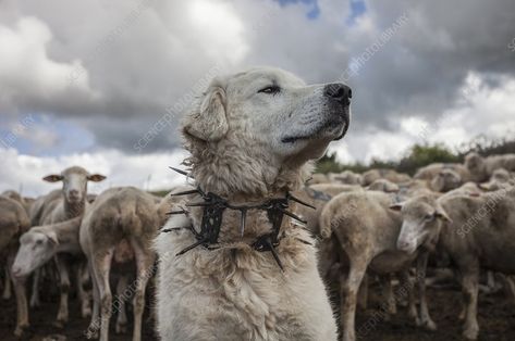 Dog Poetry, Spiked Collar, Maremma Sheepdog, Abruzzo Italy, Livestock Guardian Dog, Livestock Guardian, Animal Portraits, 5 Anime, Wildlife Photos