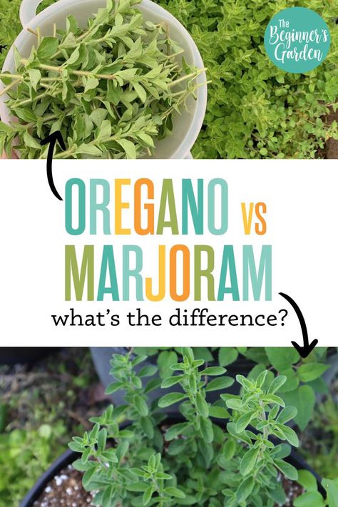 Are you a new gardener struggling to distinguish between oregano vs marjoram? Join the ranks of garden gurus as we dive into the key differences, growing tips, and uses of these two herbs. Discover the perfect match for your kitchen garden and impress your friends with your newfound knowledge. Marjoram Vs Oregano, Marjoram Plant, Growing Oregano, Herbal Vinegar, Oregano Plant, Beginners Garden, Growing Rosemary, Growing Healthy Hair, Herb Bread