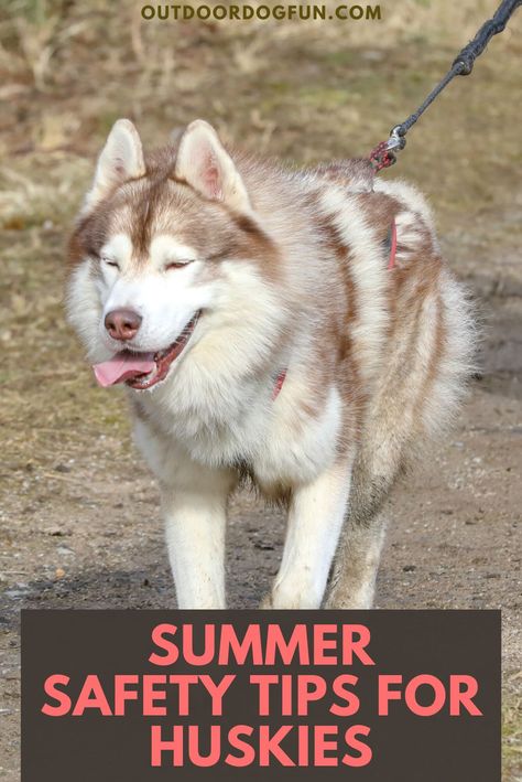 Like their two-legged best friends, Huskies can get hot when the temperature rises. On warm days, there are several ways you can help your panting Husky stay comfortably cool. So, here are some valuable summer safety tips to keep your dog cool in hot weather. #husky #huskies #dogcare #dogsafety Husky Care, Keep Dogs Cool In Summer Ideas, Husky Tips Pet Care, How To Keep Your Dog Cool In The Summer, Husky Puppy Training, Husky Grooming, Husky Training, Summer Safety Tips, Best Dog Shampoo