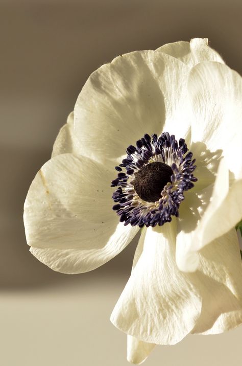 fairyrust : Photo Blonde Beige, White Anemones, Floral Photos, White Anemone, White Poppy, Anemone Flower, Flower Care, I Love Flowers, Language Of Flowers