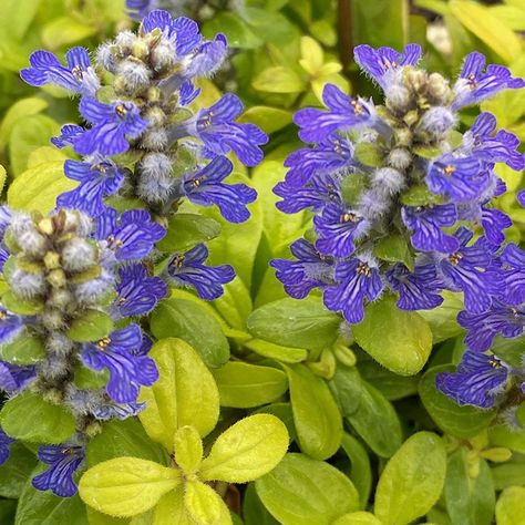 FEATHERED FRIENDS™ Cordial Canary Ajuga Rabbit Resistant Plants, Plants Under Trees, Gold Foliage, Fairy Garden Plants, American Meadows, Rock Garden Plants, Garden Solutions, Cottage Garden Plants, Shade Perennials