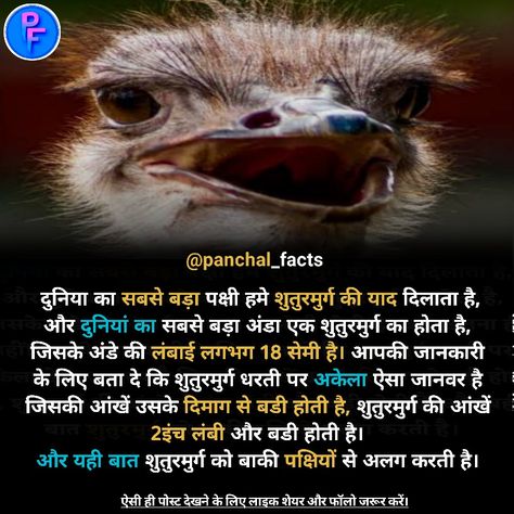 Facts in hindi General knowledge Hindi Motivation Hindi Quotes Facts About Birds, Motivation Hindi, Hindi Motivation, Bird Facts, Facts In Hindi, Intresting Facts, Catfish, General Knowledge, Hindi Quotes