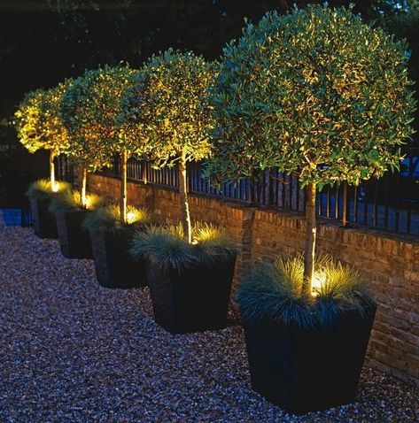 How To Choose Outdoor Lighting To Create Focal Points Garden Lighting Design, Topiary Garden, Front Yard Design, Backyard Diy, Backyard Lighting, Most Beautiful Gardens, Landscape Designs, Night Garden, Garden Pictures