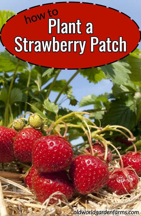 Garden Strawberries, Strawberry Garden, Growing Strawberries, Strawberry Patch, Strawberry Plants, Magic Garden, Starting A Garden, Veg Garden, Home Vegetable Garden