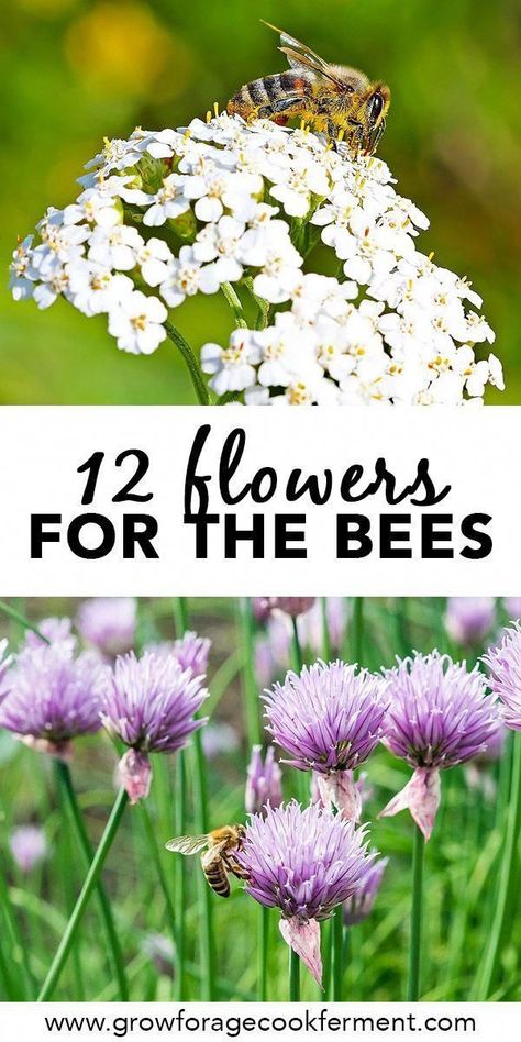 Flowers To Attract Bees, Bees Garden, Bee Attracting Flowers, Common Flowers, Pollinator Garden Design, Thyme Flower, Flowers To Plant, Bee Friendly Garden, Garden Growing