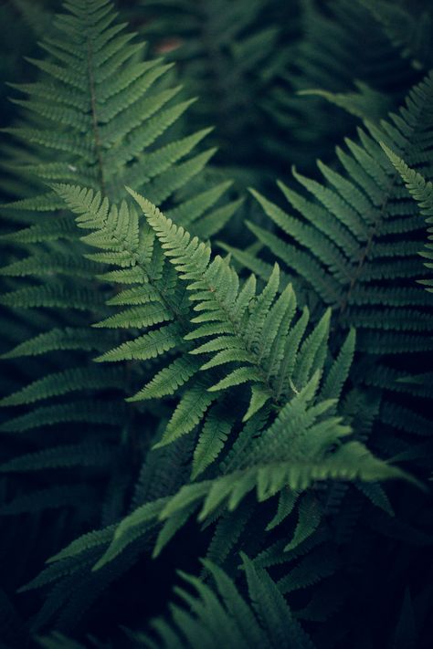 Superb Nature — intimesbeforethelight: Ferns. Südfriedhof... Forest Plants, Citrus Trees, Green Earth, Food Forest, Plant Aesthetic, Garden Of Eden, Graphic Design Posters, Go Green, Dark Backgrounds