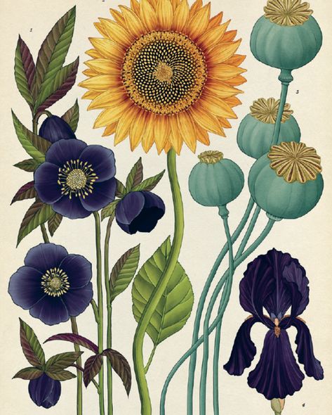 Katie Scott, Illustration Botanique, Vintage Botanical Prints, Scientific Illustration, Plant Illustration, Botanical Drawings, Botanical Flowers, Vintage Botanical, Botanical Illustration