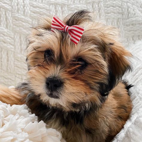 Teacup Puppy Bows Topknot Bows Tiny Dog Hair Bows Little | Etsy Poodle Teacup, Teacup Pug, Teacup Puppy, Tiny Puppy, Poodle Hair, Mini Poodle, Tea Cup Poodle, Tiny Dog, Dog Hair Bows